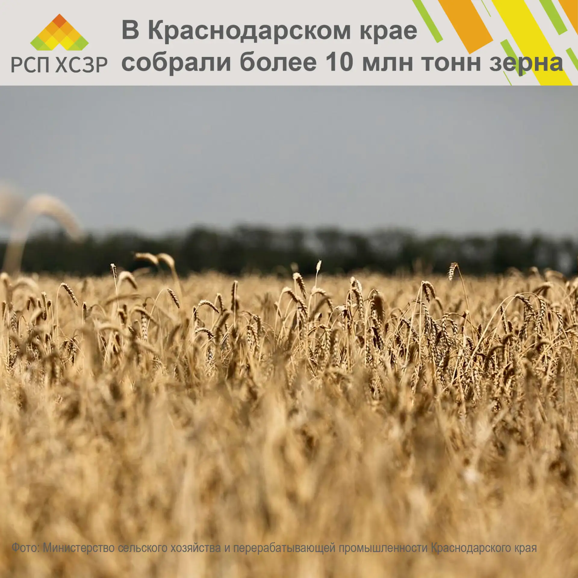 🌾 В Краснодарском крае собрали более 10 млн тонн зерна