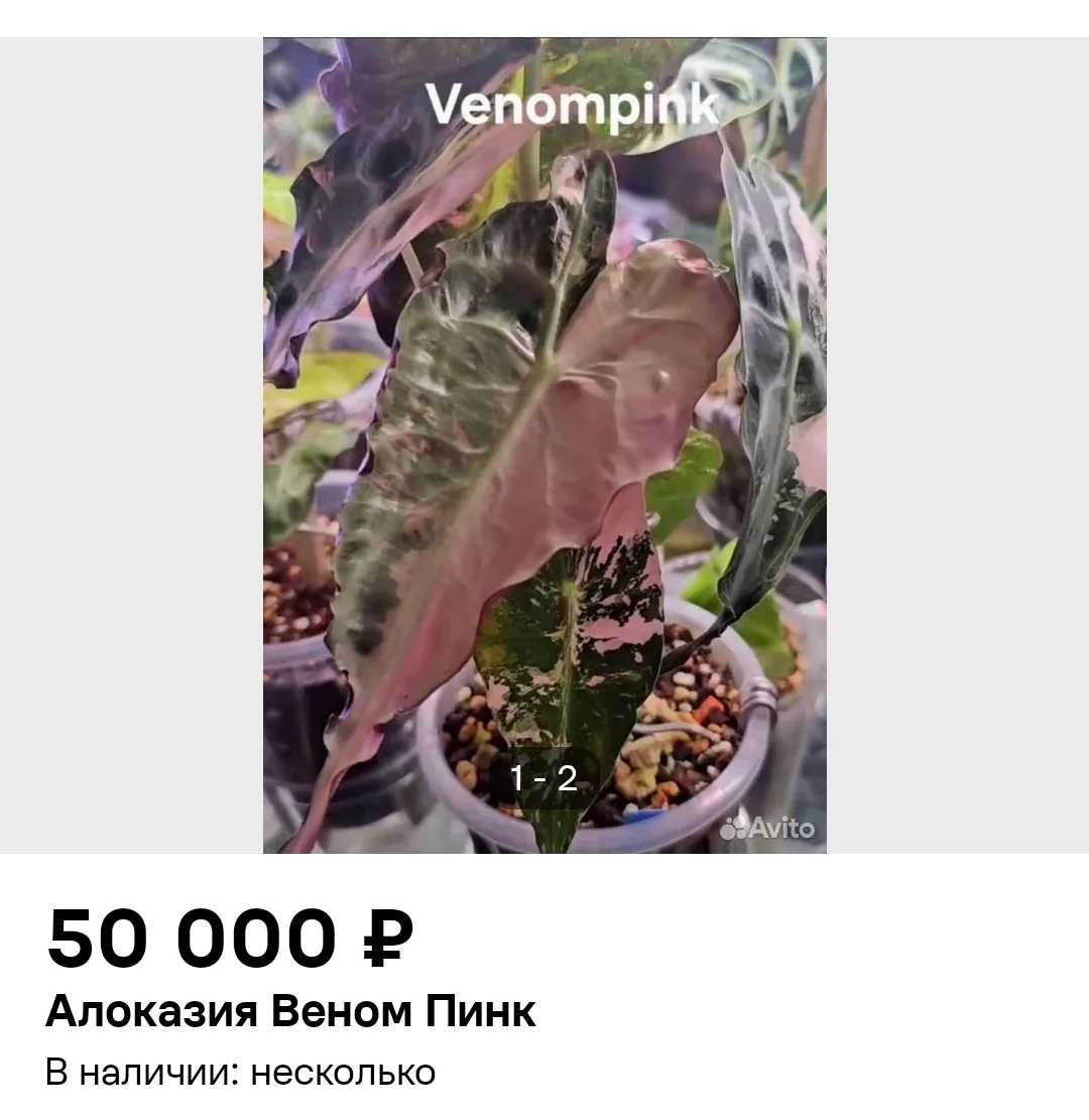 Появилось много объявлений с клонами розовых веномов. За лето они подешевели, но все ра...