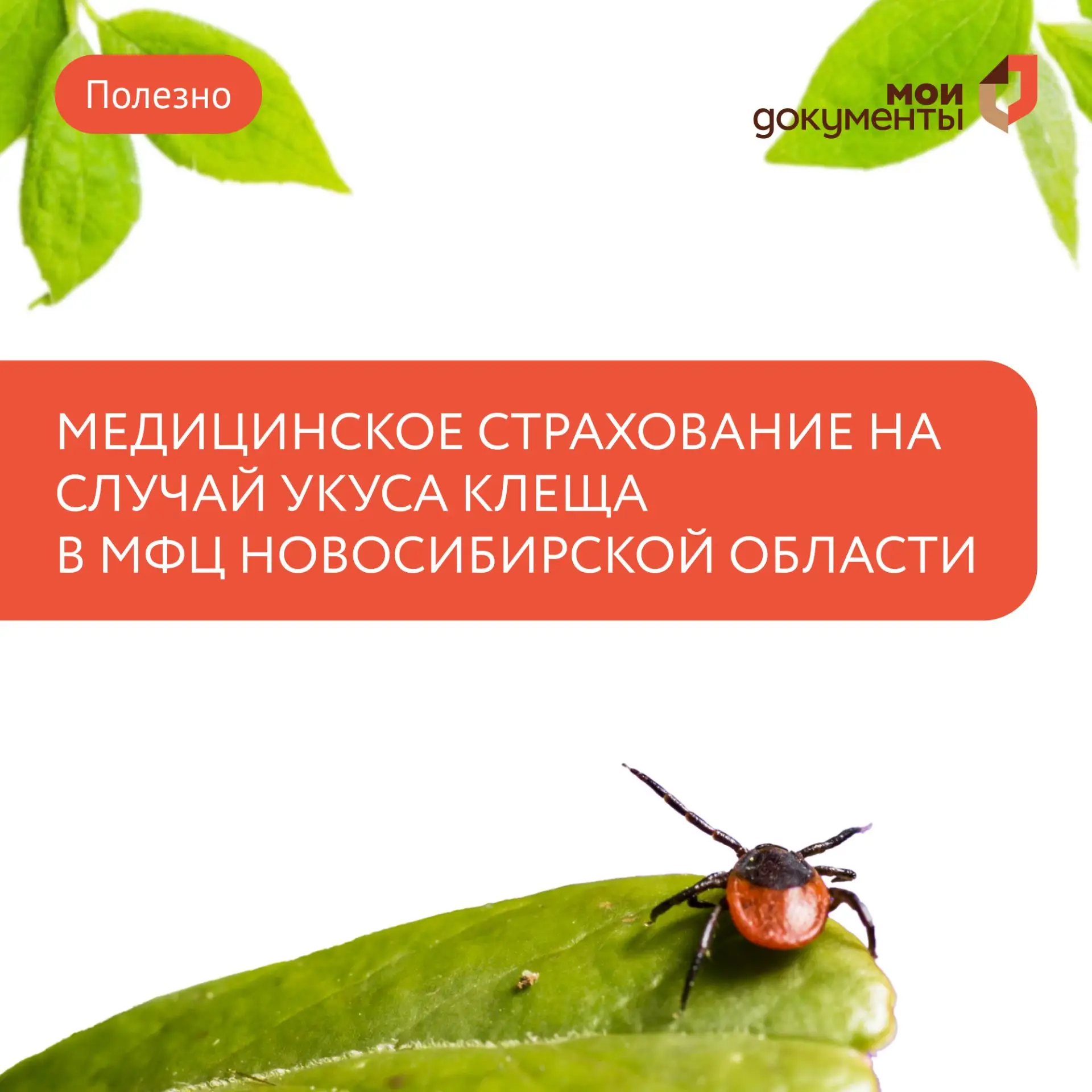 Страхование от укуса клеща

В МФЦ Новосибирской области заявители могут оформить добровольное медици