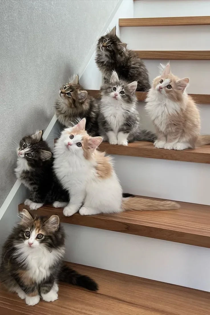 🐱Аллергия у кошек — это реакция иммунной системы на определённые вещества (аллергены),...