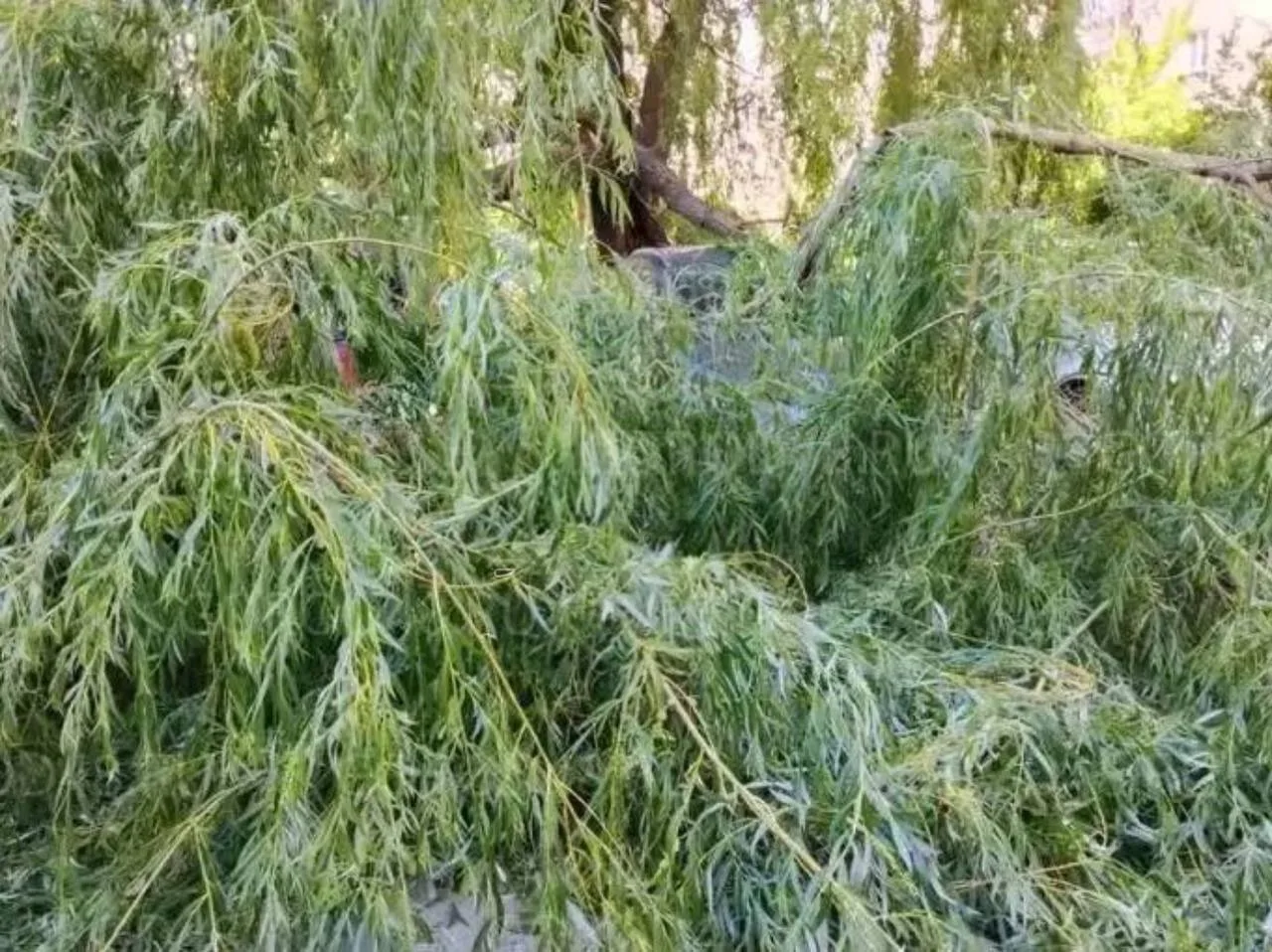😨На машины в Липецке упало дерево

Около дома №1 на Шуминского упало дерево из-за ветра. Пострадало
