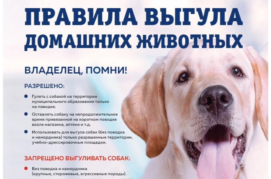 🐾 Мы в ответе за тех, кого приручили: правила выгула в нашем дворе