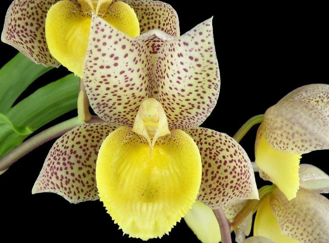 Catasetum Memoria Dorothy Wells ‘REO’s Umber Fox’

📱 Мир Орхидей. Подписаться
❤️ Наш чат
⚡️ Mир орх