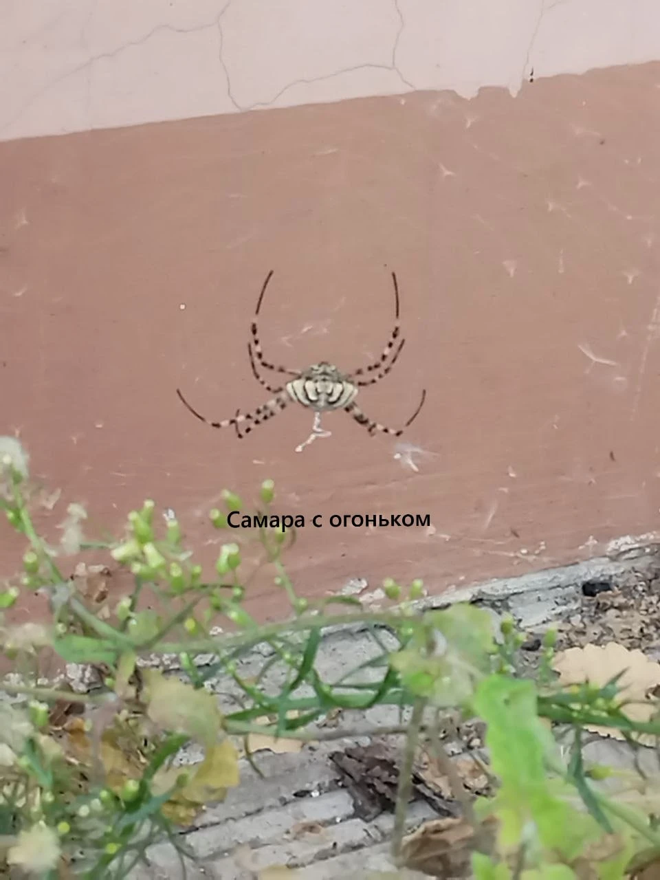 😱Вот такого «дружелюбного соседа» заметили самарцы