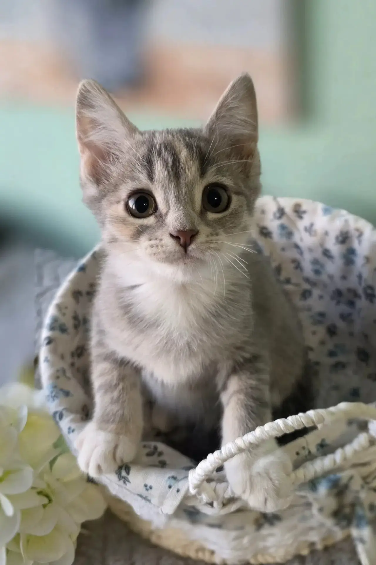 🐾В ПОИСКАХ ДОМА🐾