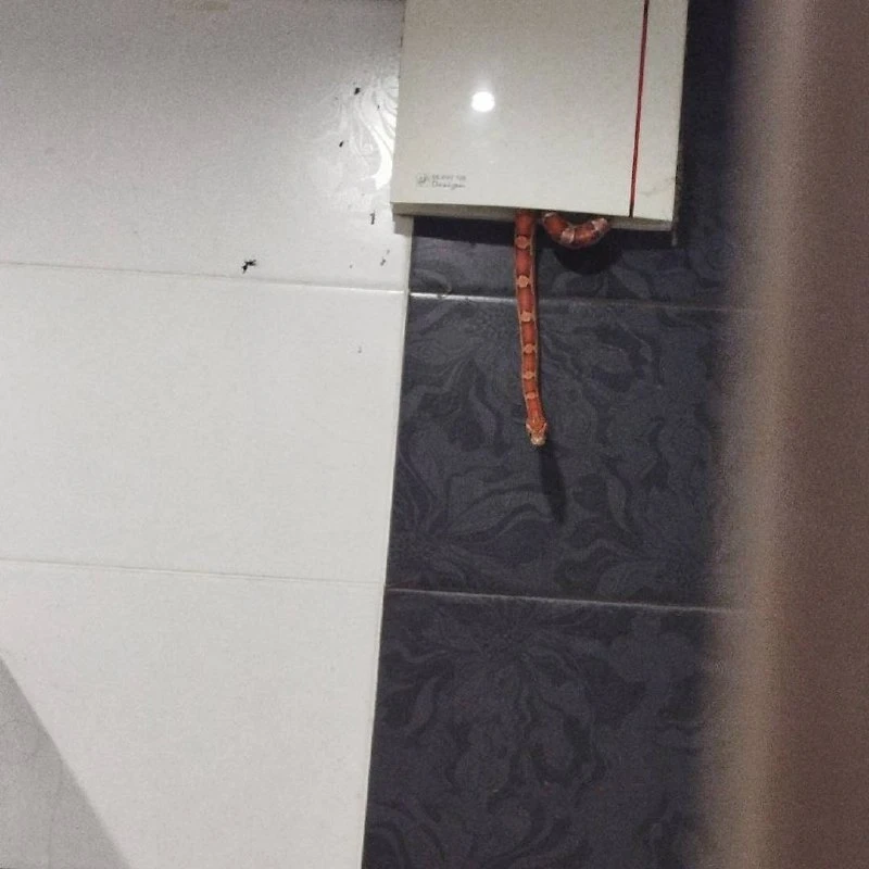 🐍 Москвича до истерики напугала змея, выползшая из вентиляции прямо в душе