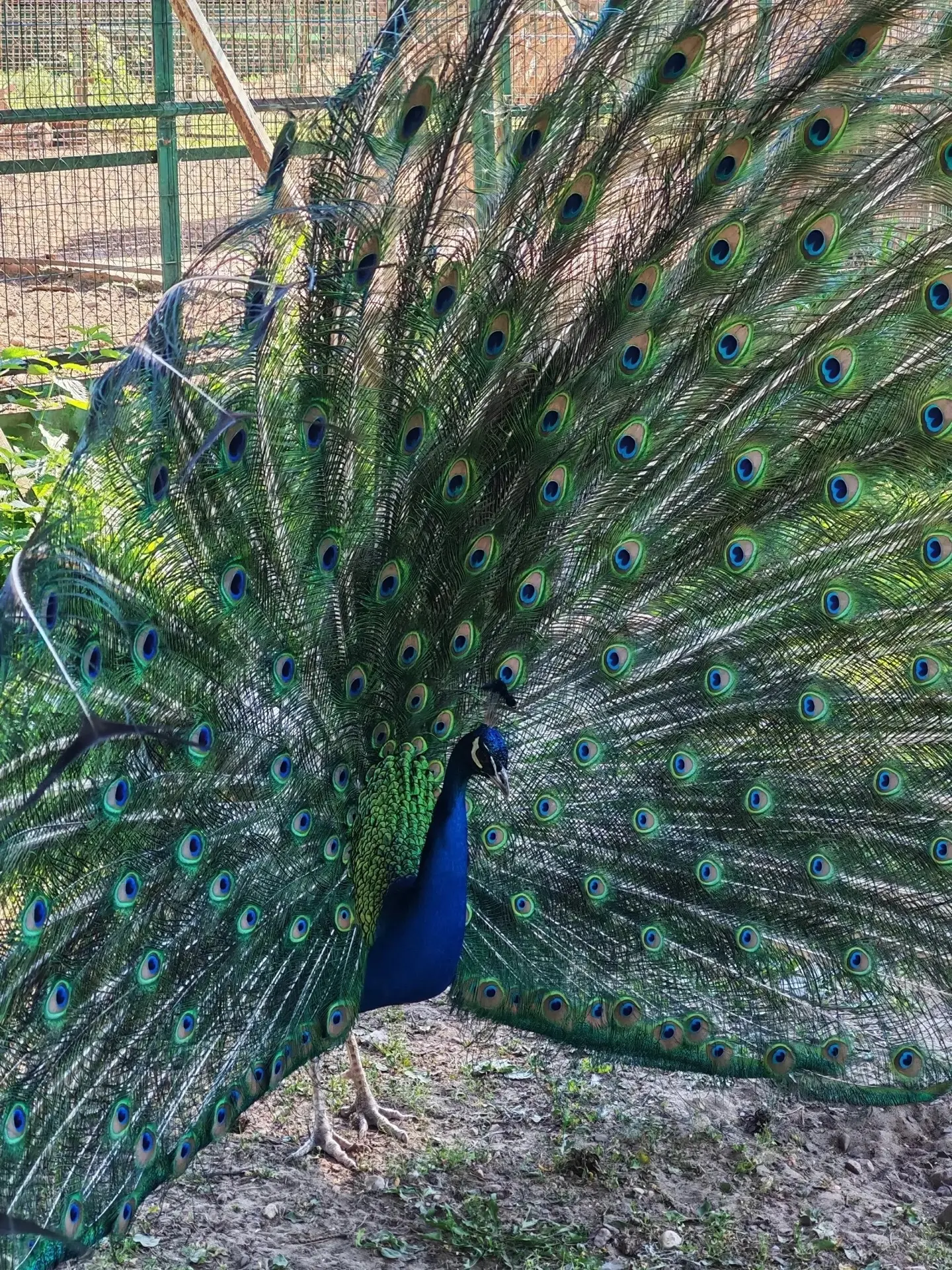 Краски лета Костромского зоопарка 🦚

Источник: Подслушано в Костроме

Ко44