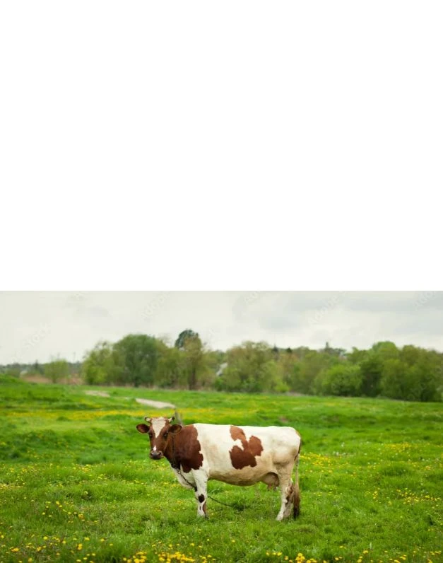 Осторожно: опасные луговые травы! Сохраните здоровье своих коров 🐄🌿

Выпас скота на лугах — традиц
