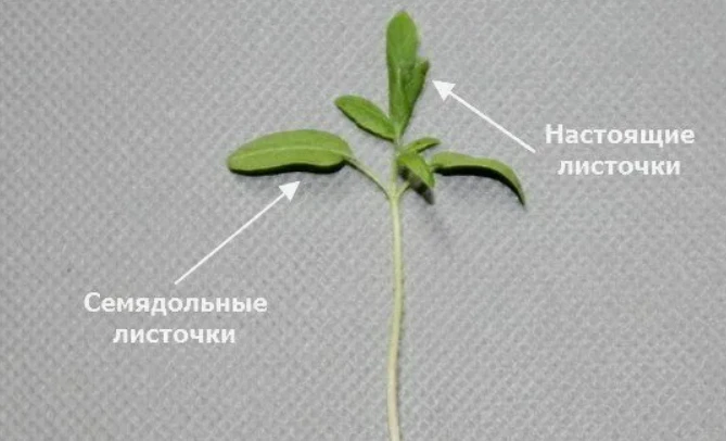 Вопросы от подписчиков:

Когда нужно пересаживать рассаду томатов? Я читала, что после 3–4 листьев. 