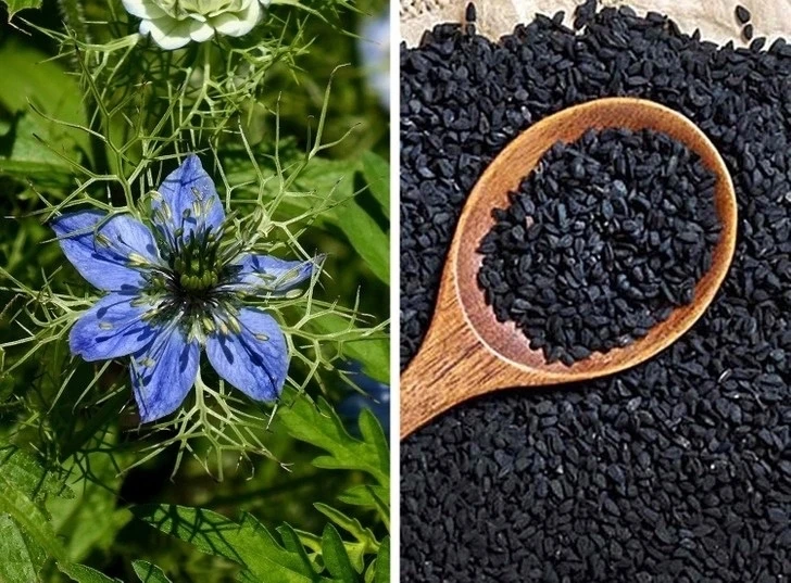 🌿Польза черного тмина для организма и лечебные свойства.
