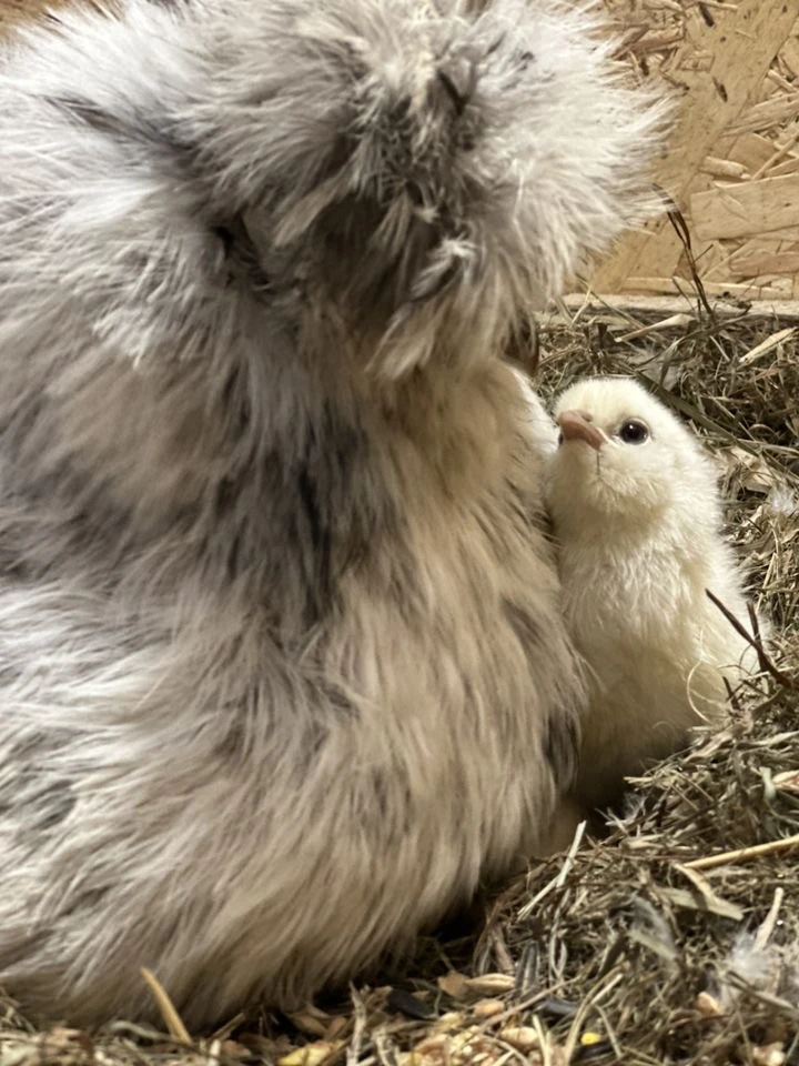 Заводчик прислал  фото когда наш пуховичок был совсем маленьким ☺️