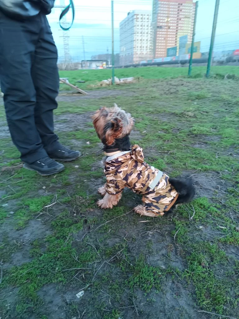 Занятие с Йорком 🤩