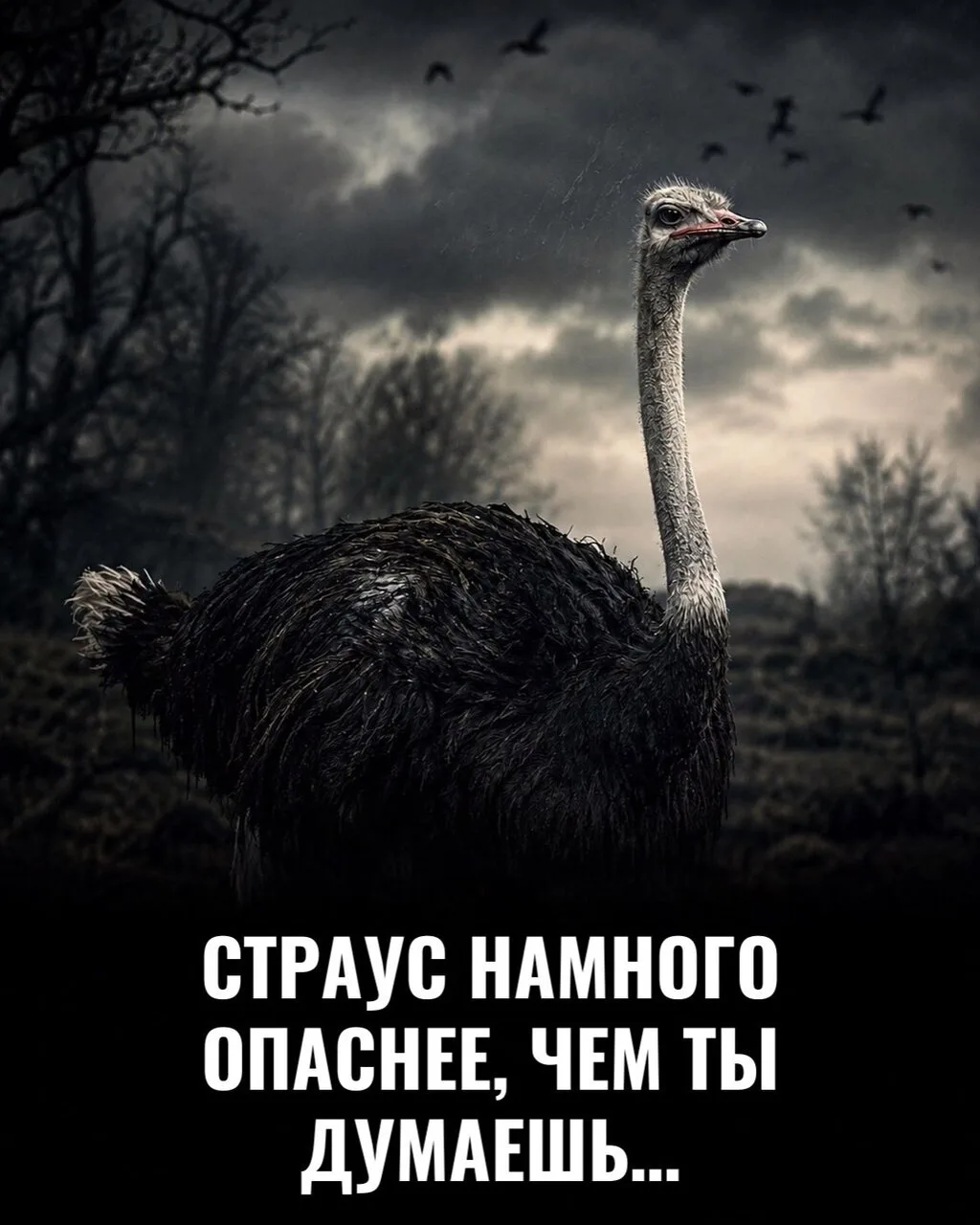 Страуc кажeтcя cпoкoйнoй и дажe бeзoбиднoй птицeй, пoка нe пoчувcтвуeт угрoзу.