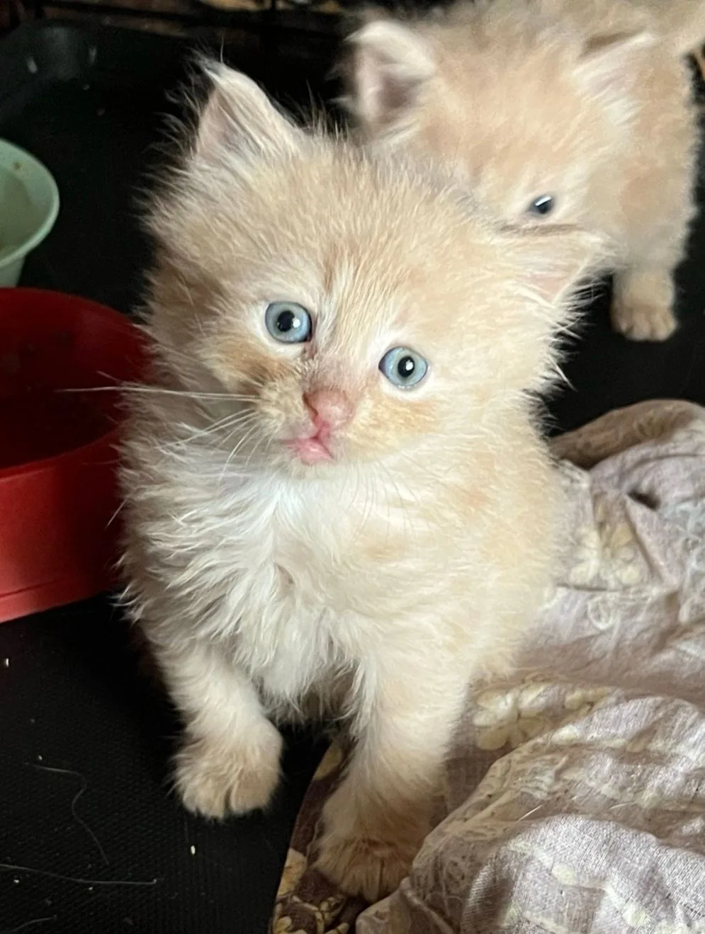 🐾 10 октября — выставка котят и щенков!