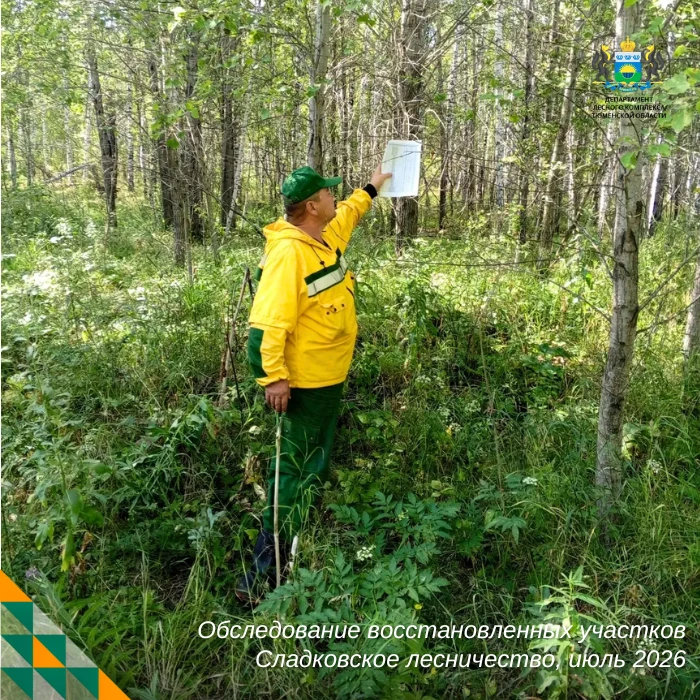 🌲 Когда восстановленные участки становятся настоящим лесом?

Посадить деревья на территориях без ле