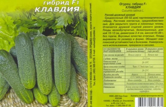 Огурец Клавдия: описание сорта, отзывы и особенности выращивания.