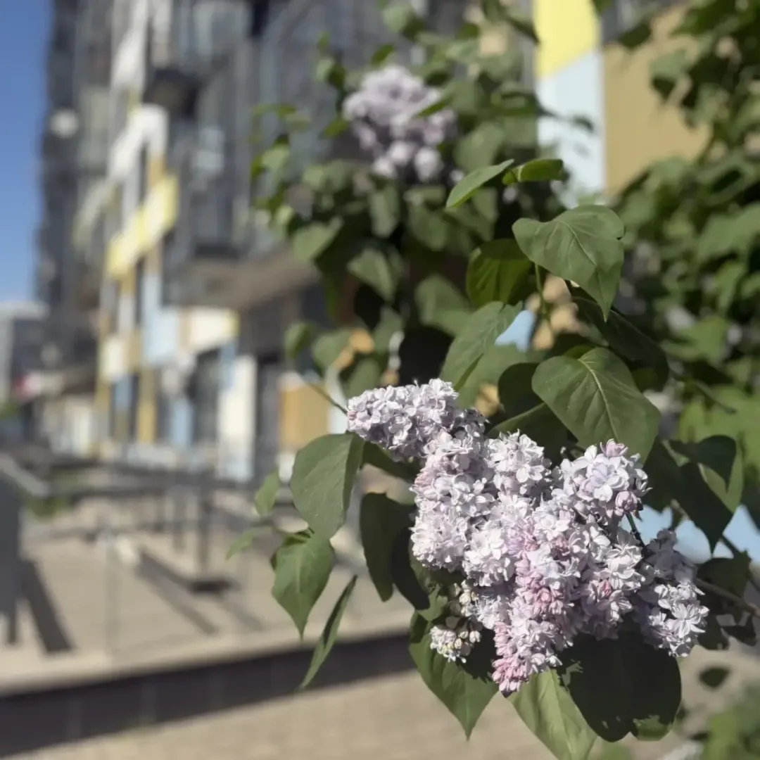 🌳 Зелёное Ново-Молоково: традиция, которой мы гордимся!
