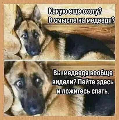 На охоту они собрались....на медведя🤪ну-ну