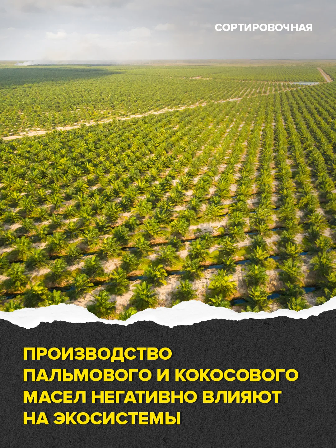 🌴 Учёные оценили влияние роста потребления масличных культур на природу 

Исследователи из Швейцарс