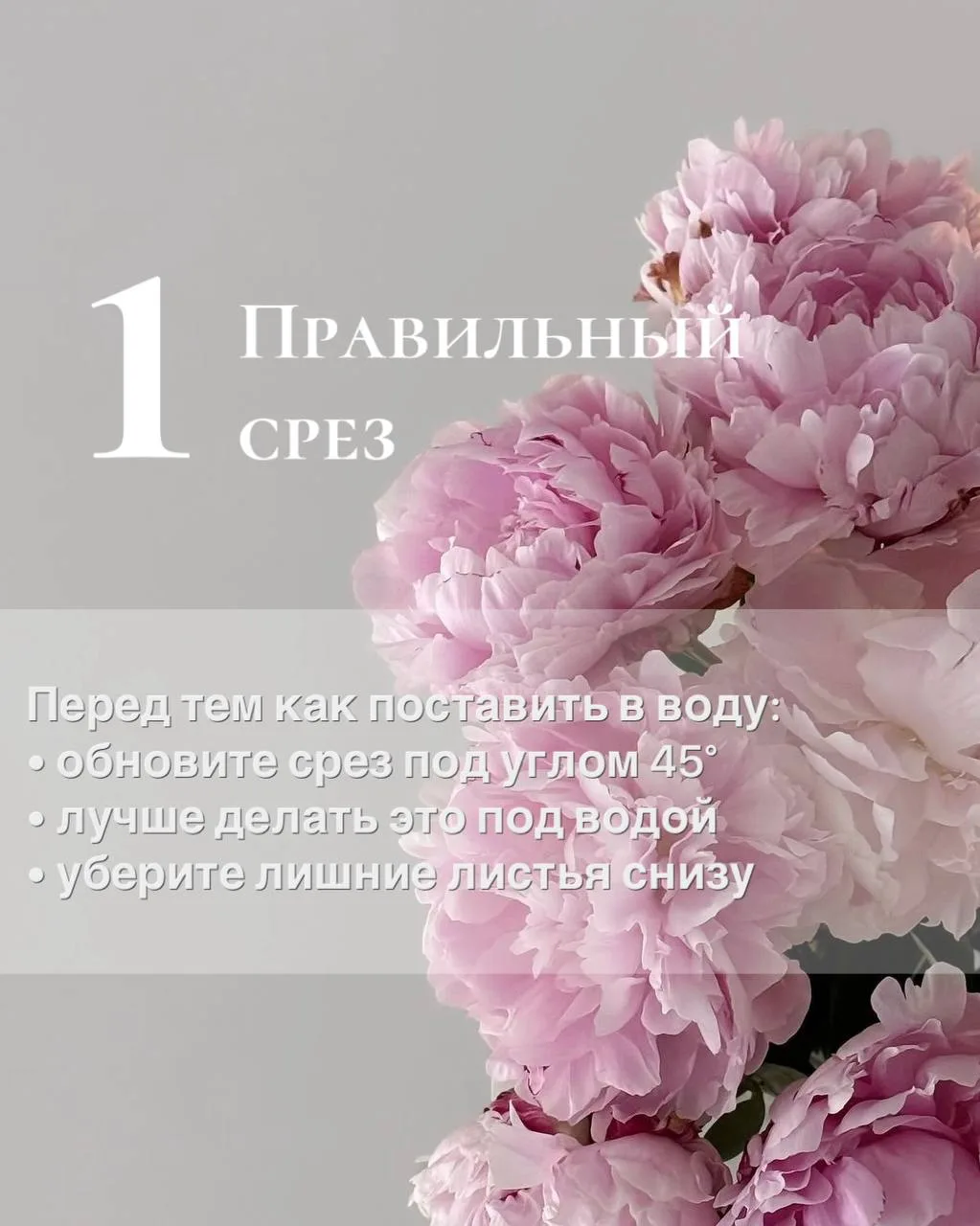 🌸✨Пионы — одни из самых нежных красивых цветов, но если знать несколько простых правил...