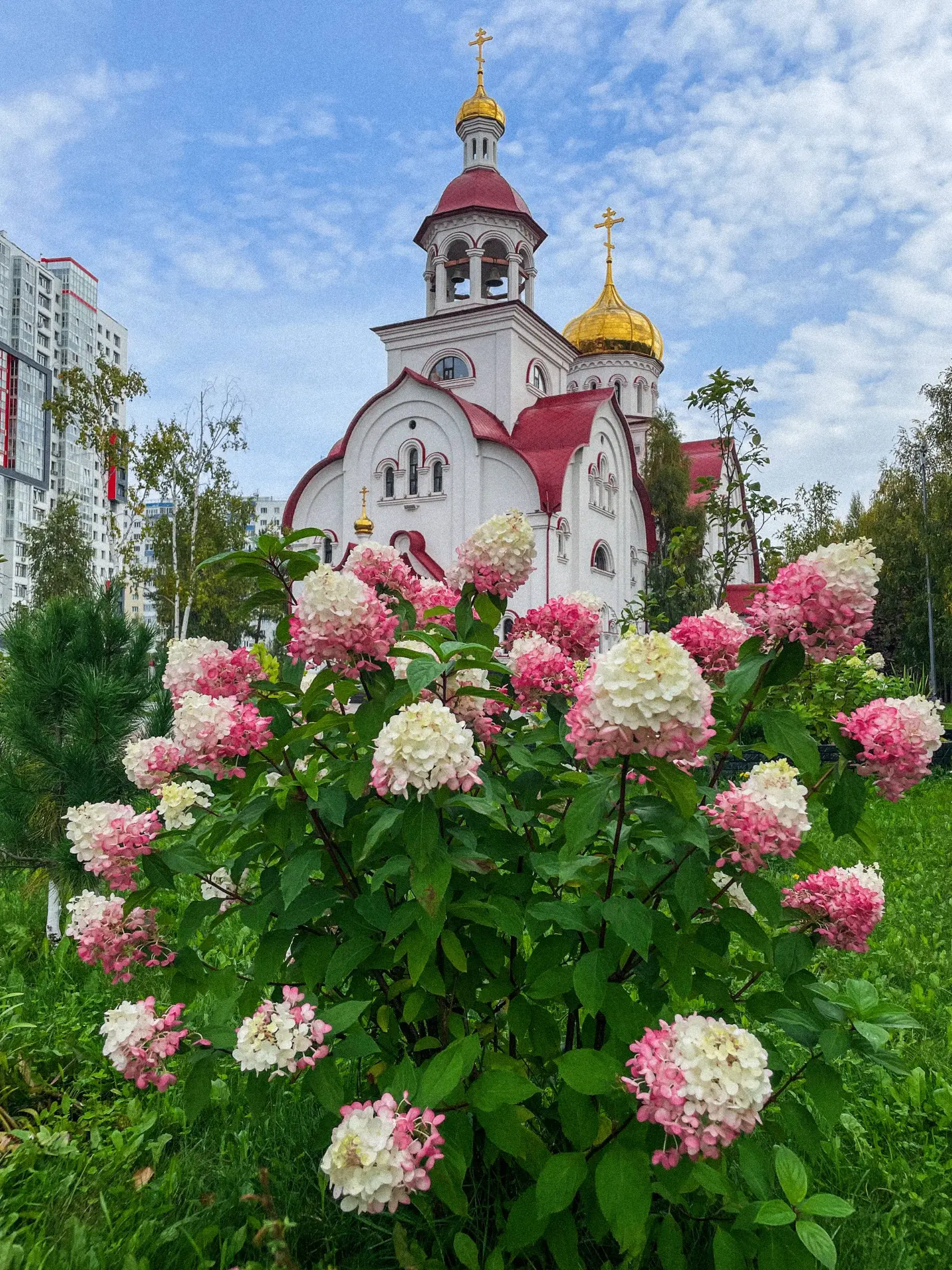 Гортензии на университетской😍