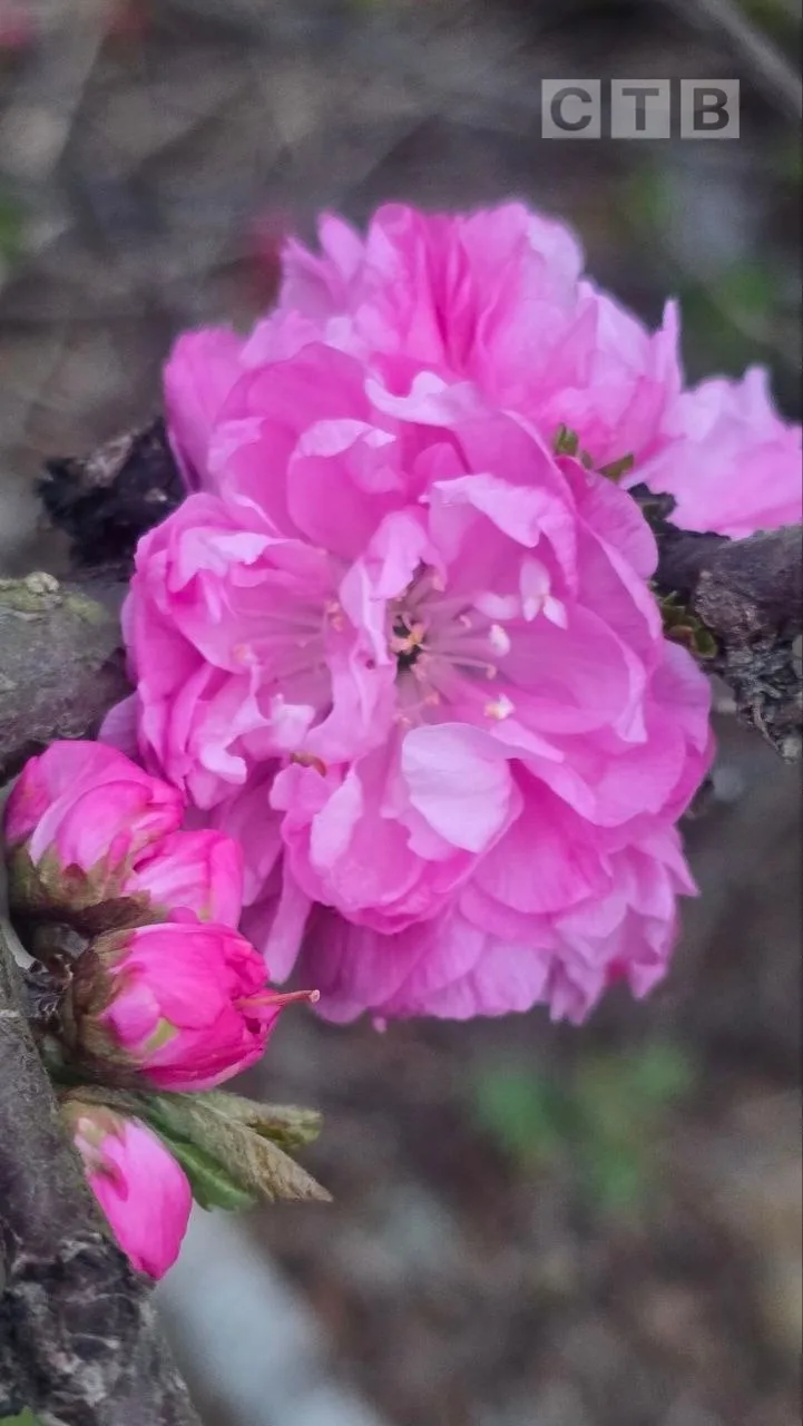 🌺Доброе утро, друзья!   🌸Идем навстречу новому дню с позитивом и красочными фото цветения природы, к