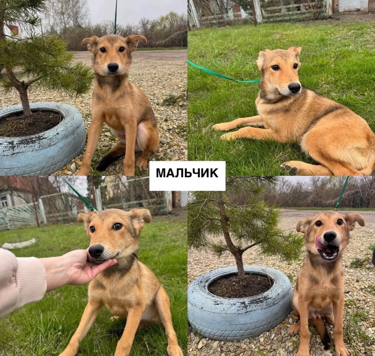 🐕🏡 Щенки ищут дом 🏡🐕
Возраст 6 месяцев.

Комплексно привиты и обработаны.
Девочки стерилизованы,