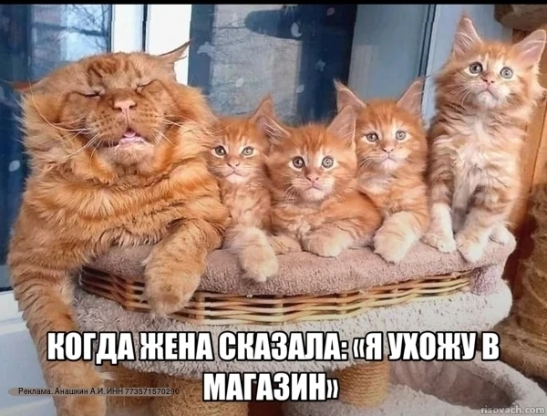 Пост для тех, кто хочет знать, почему хомяки — это жидкость, а голуби — главные тролли планеты.

Пер