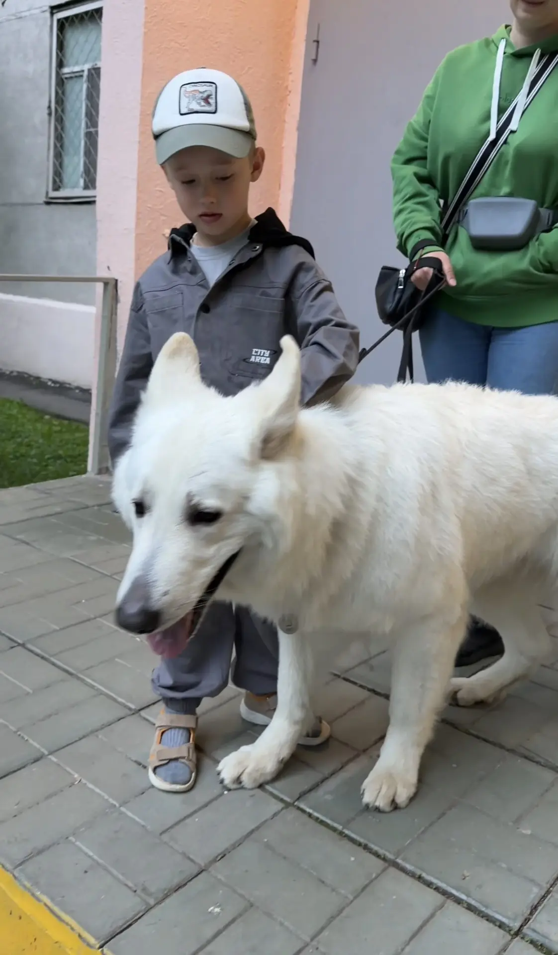Какая собака😍 Мы очень мечтаем о большой собаке, но когда будет дом. Поделитесь, у ког...
