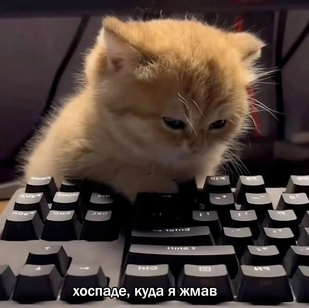 «Позови человека» 👋