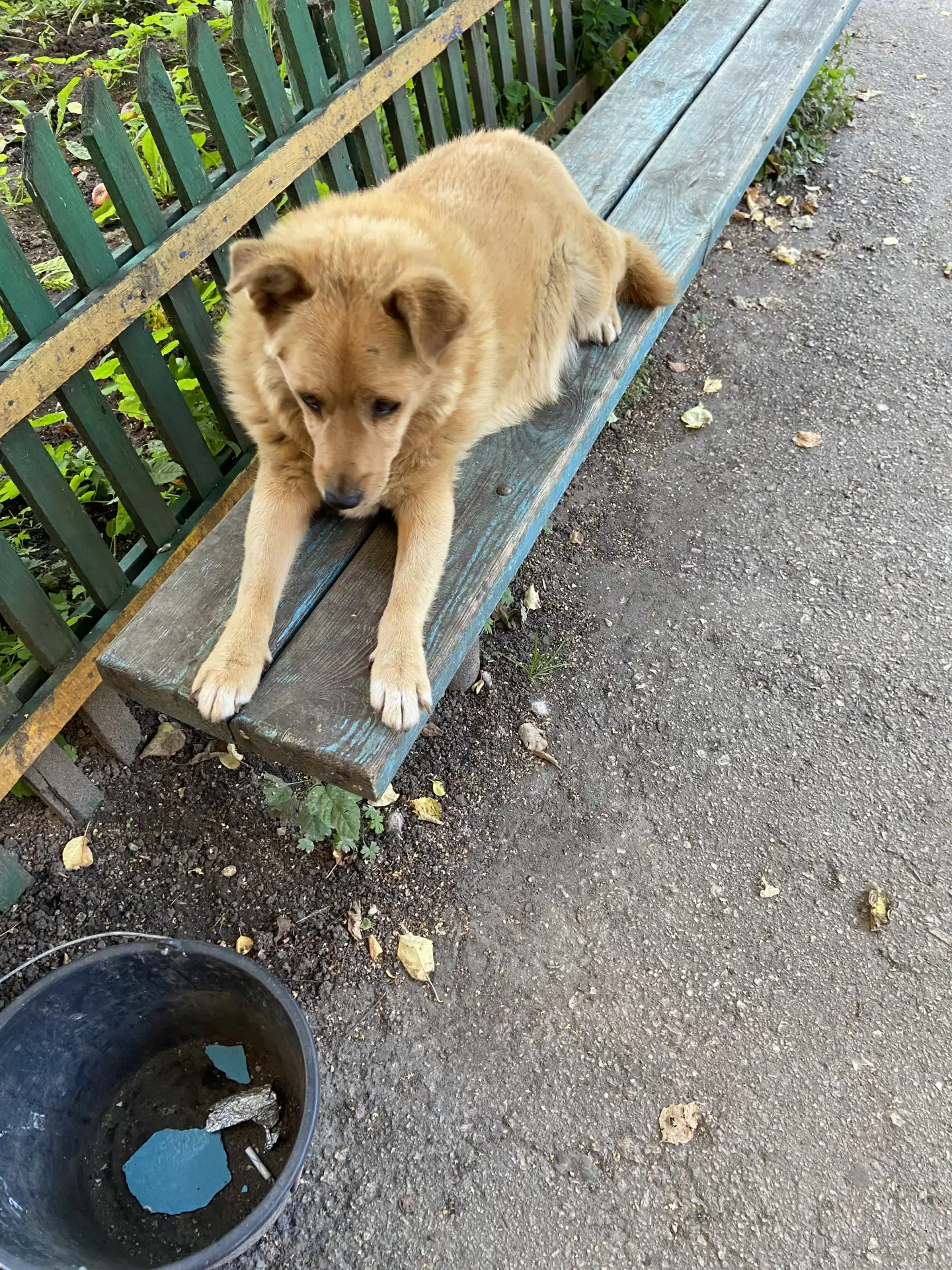Частенько на лавочке сидит. Мои коты 🐱 его знают,  рядом сидят)) И пес 🐕 спок ☺️ к ко...