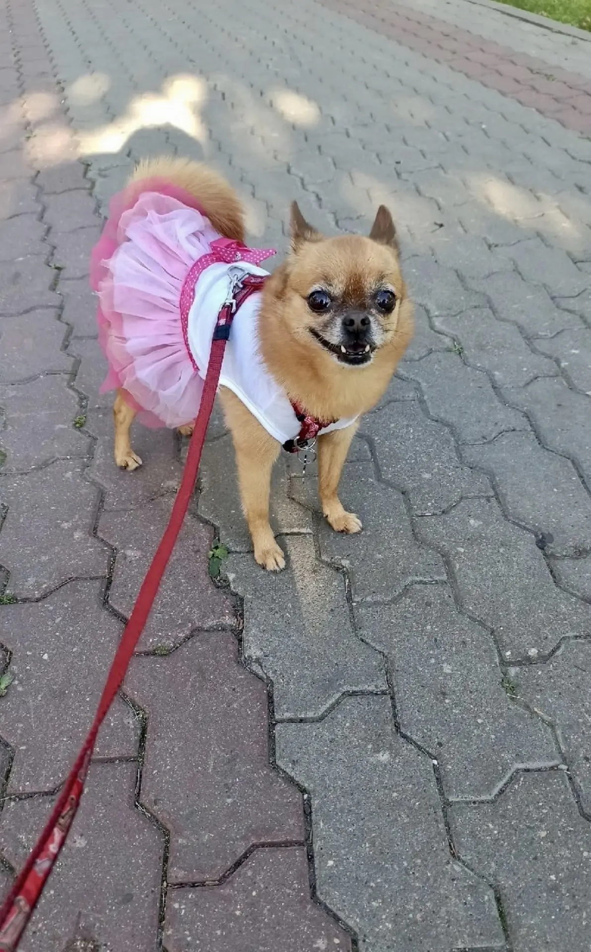 🐾☺️😉
Ну, вы в меня уже влюбились? 
Иль мне пройтись туда - сюда?