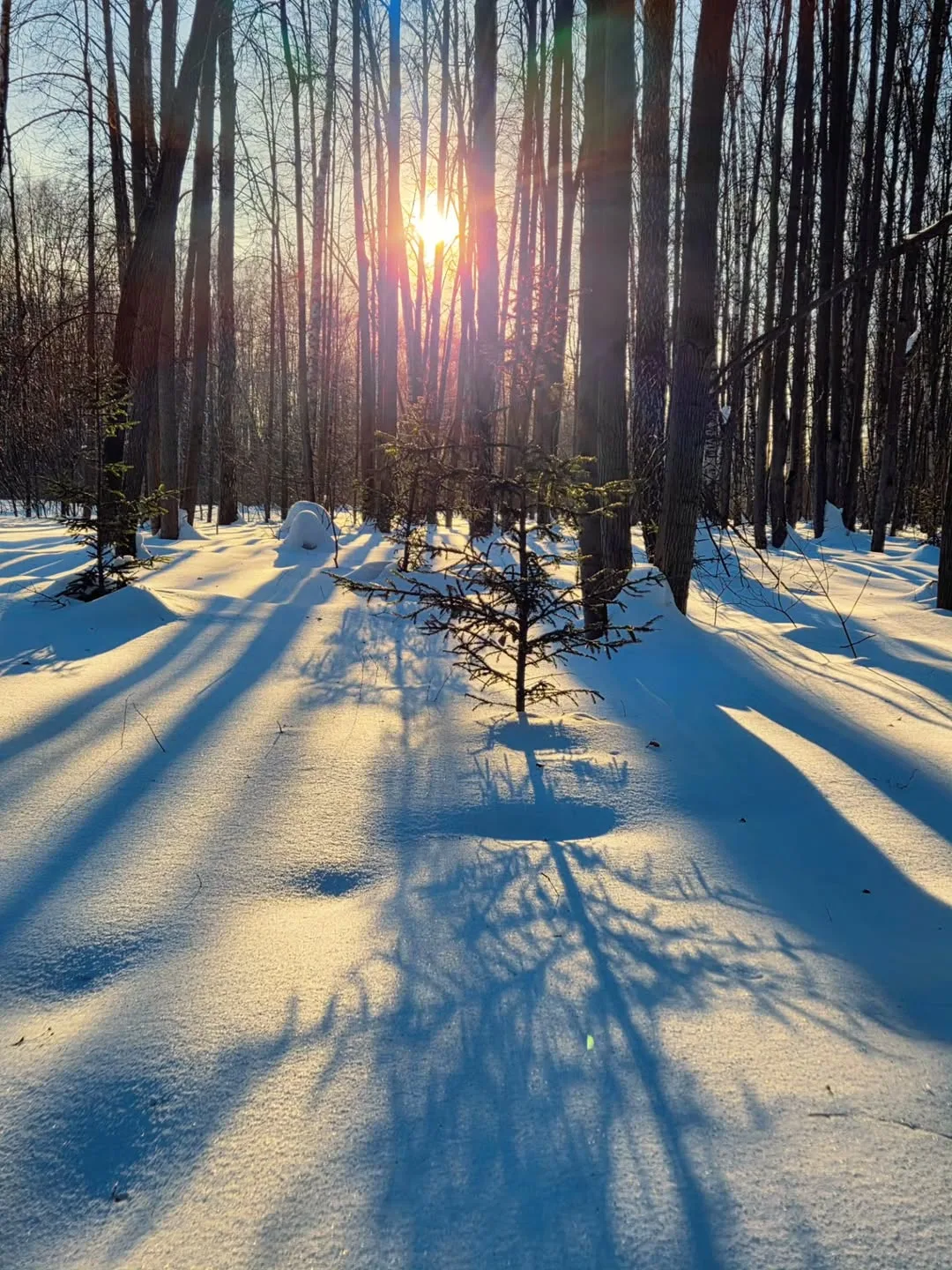 В Битцевском лесу ❄️☀️