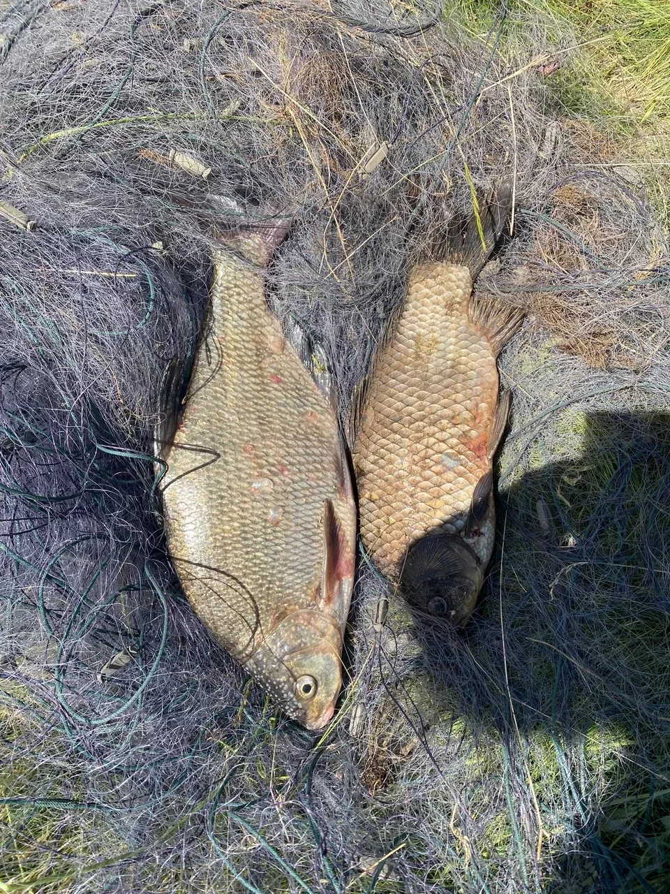 Сводка рыбоохраны с 01.06.2026 года по 08.06.2026 года                https://vktu.fish.gov.ru/press