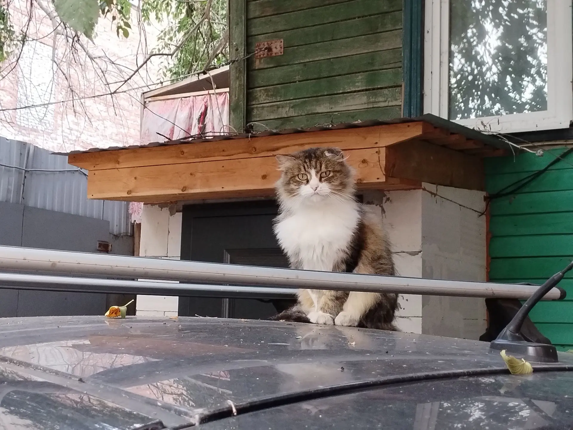 В Саратовском дворе. 🐈