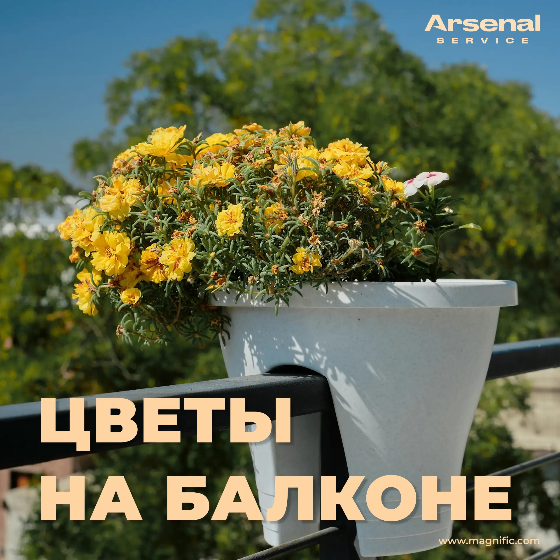 💫Уважаемые жители, сегодня поговорим о цветах на балконе. Мы знаем, как вы любите укра...