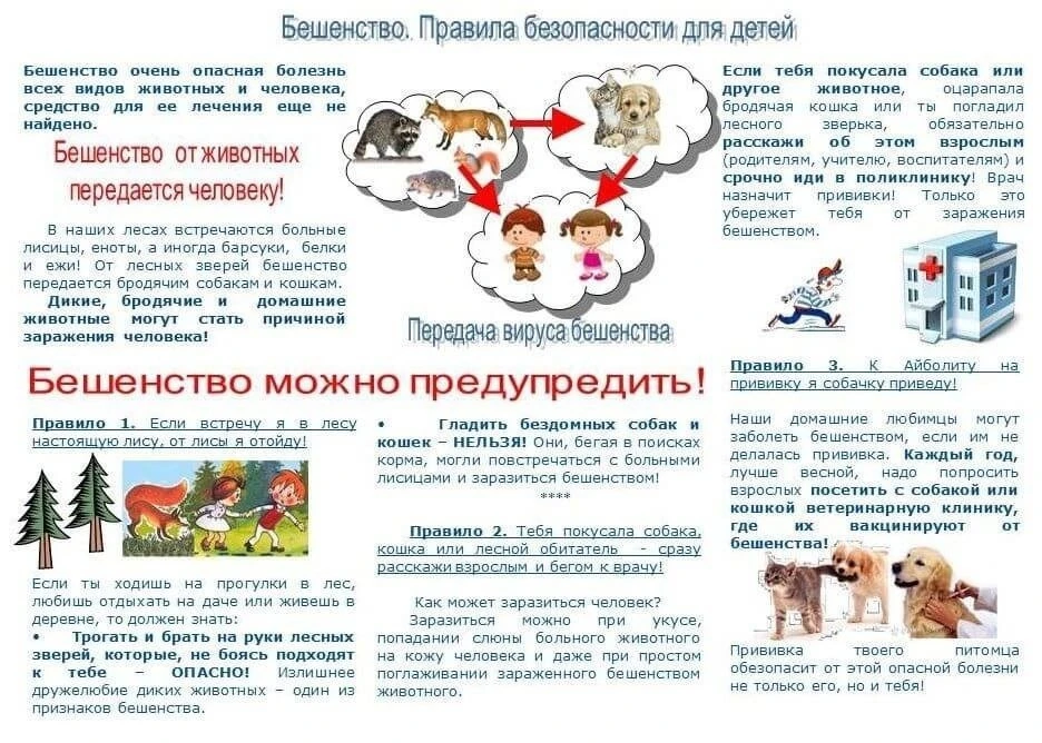 Почему важно вакцинировать животных от бешенства