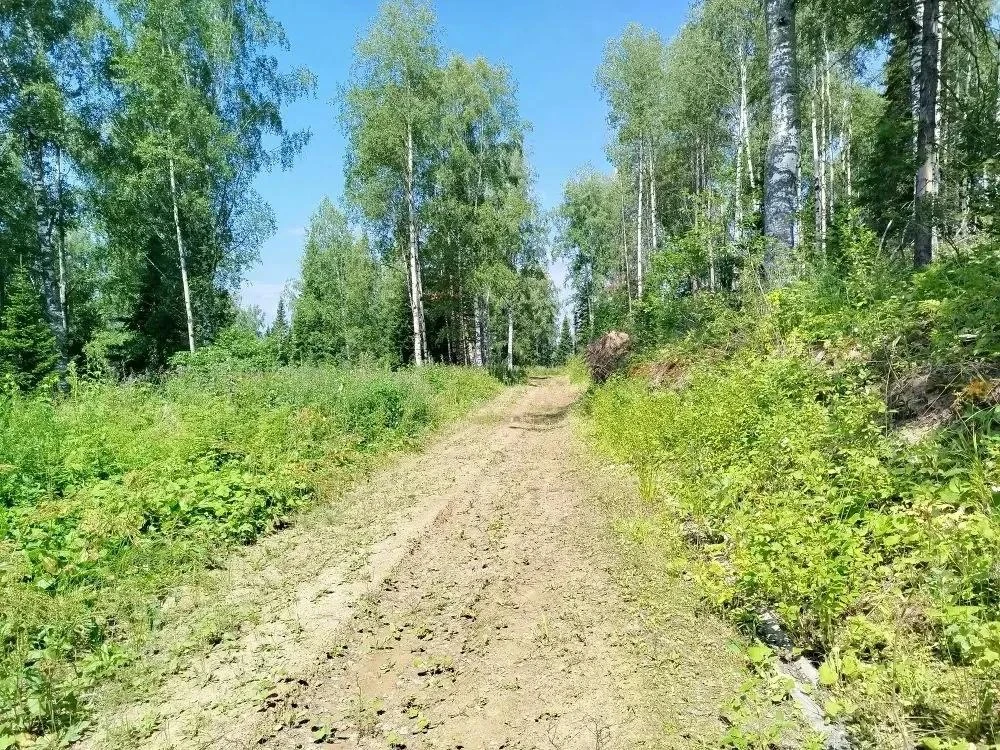 🌲 В лесах Кузбасса — усиленный контроль! Старший инспектор Новокузнецкого лесничества Рыжов В.А. пр