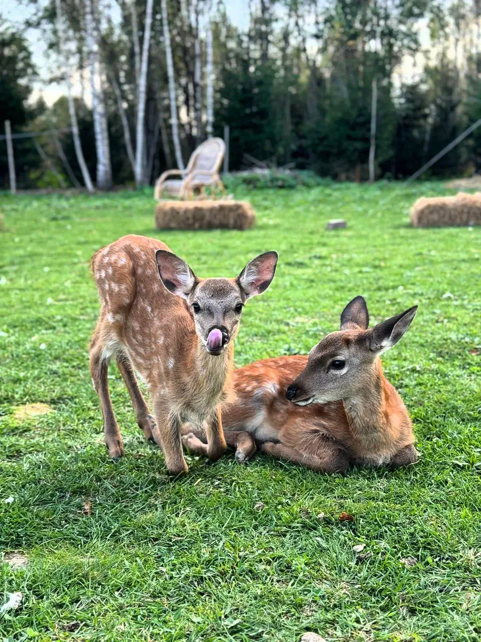 🦌 Отправляемся в гости к Бэмби и его друзьям