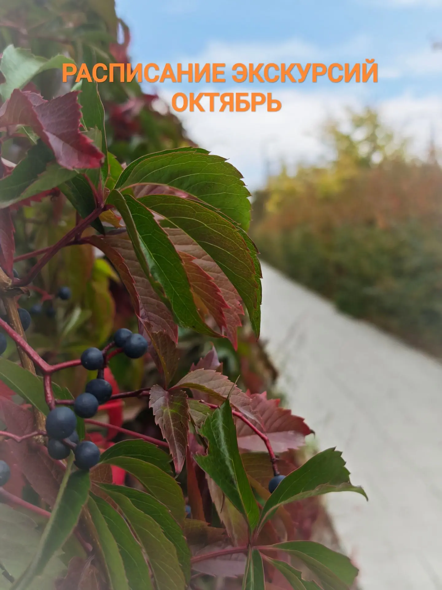 Увлекательные прогулки в ближайшие дни: