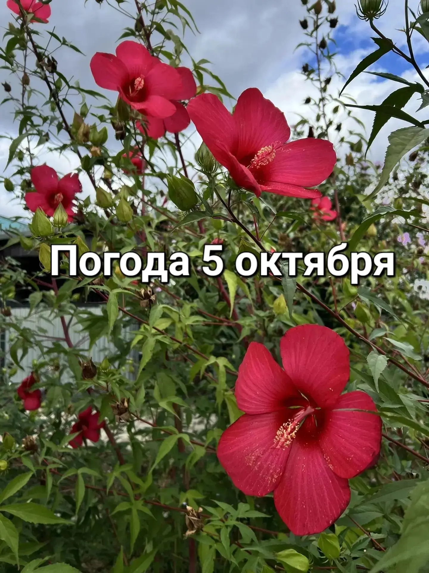 Возможны заморозки