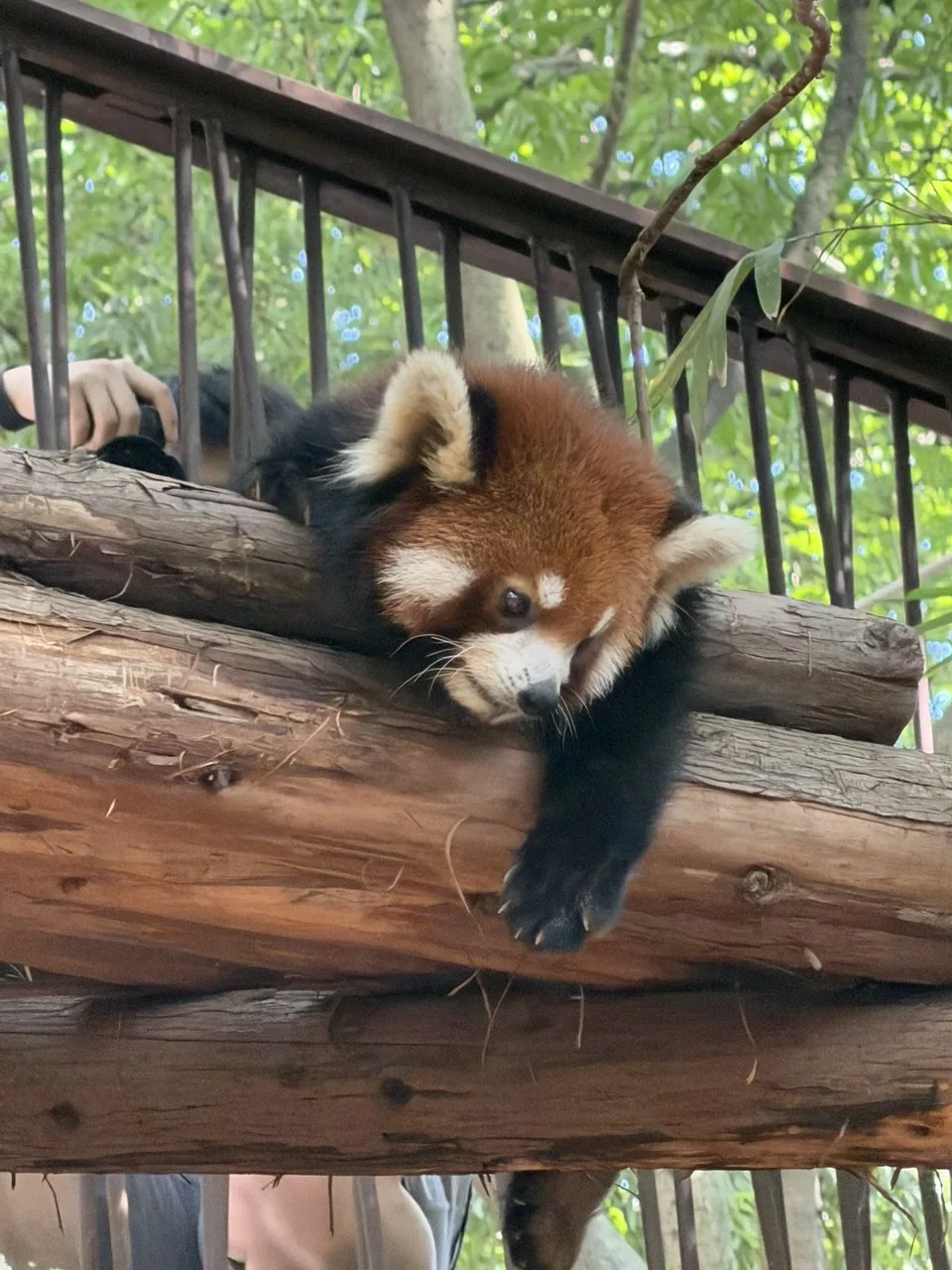 🐼 Милых панд вам в ленту!➡️