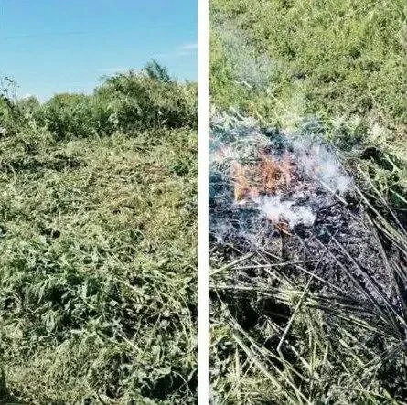 😳Сотни кустов конопли нашли под Ливнами

Сотрудники полиции заметили крупные заросли конопли рядом 