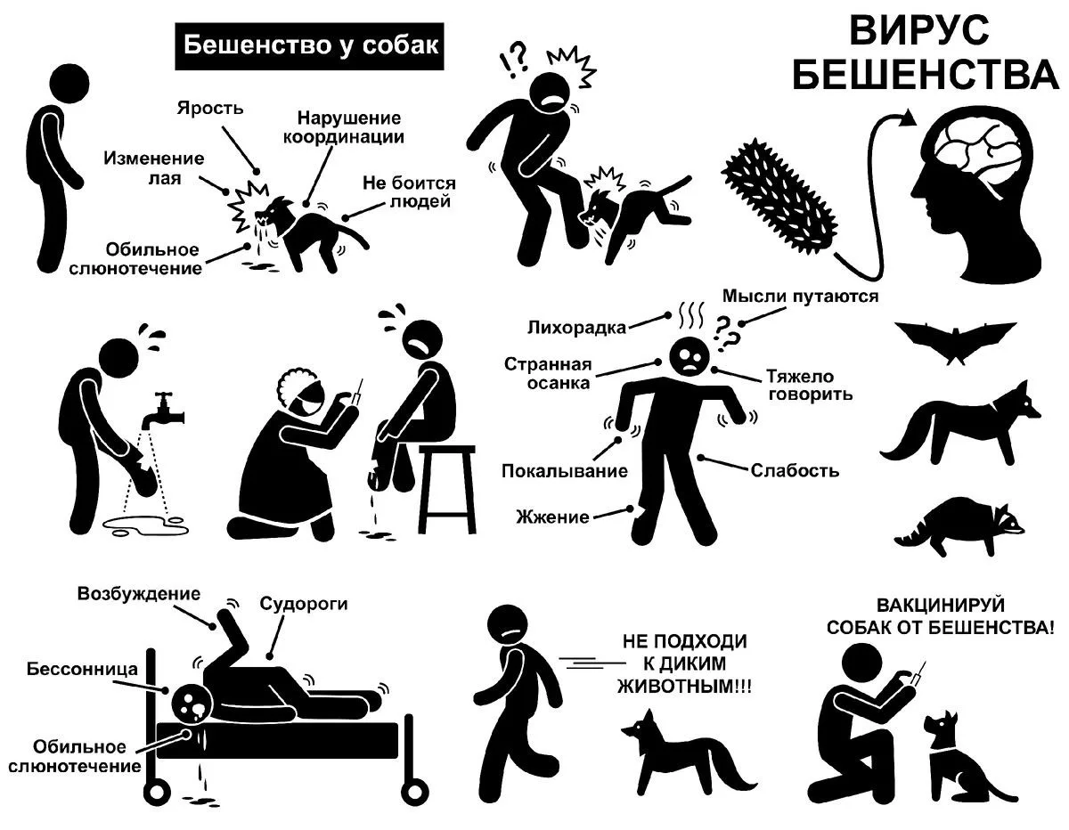 БЕШЕНСТВО
⁣
Бешенство является серьезной проблемой общественного
здравоохранения более чем в 150 стр