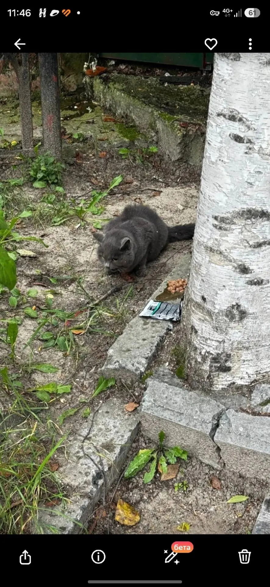КТО ТЕРЯЛ КОТОКОШКУ?