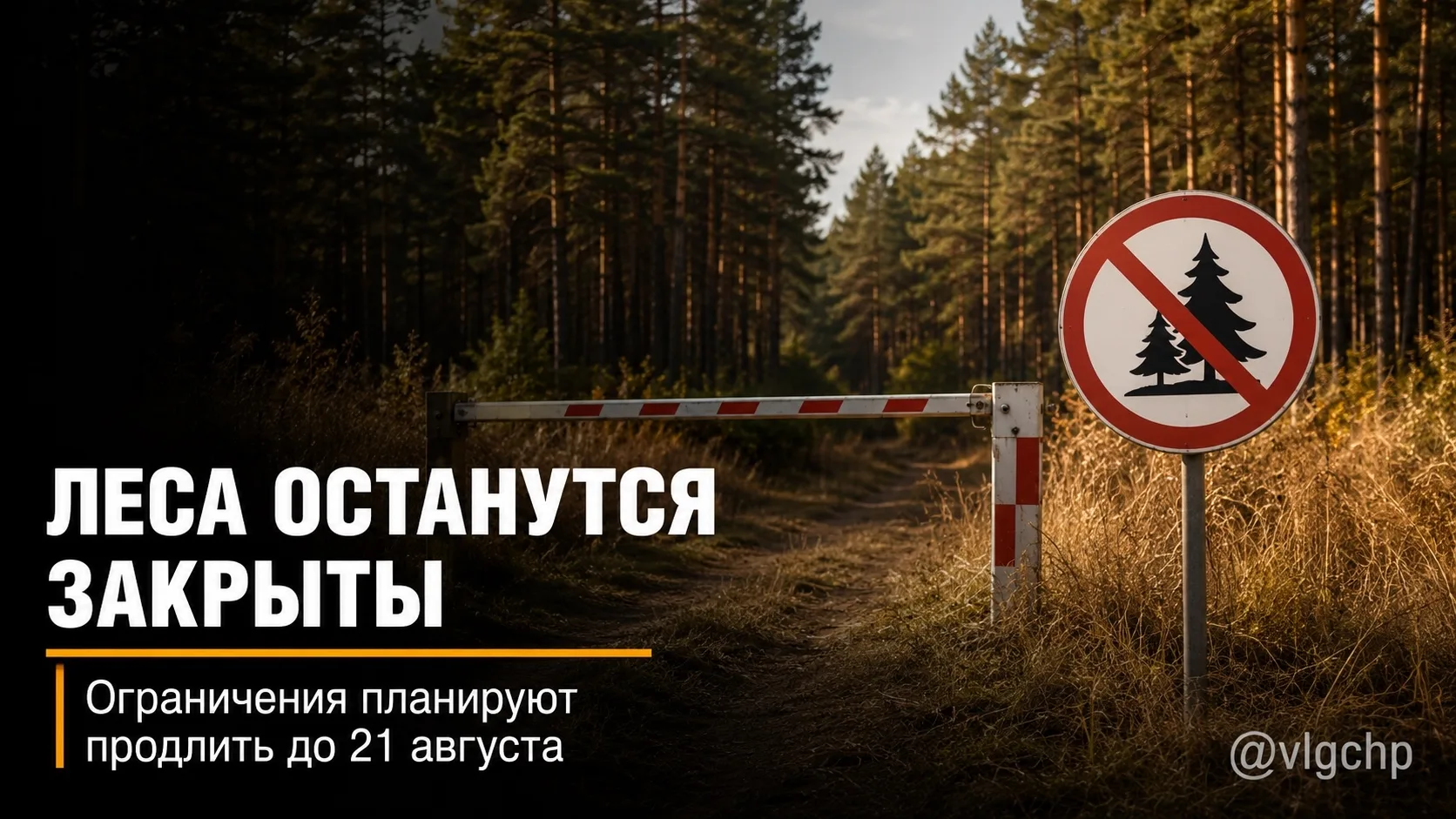 Леса Волгоградской области останутся закрыты до 21 августа