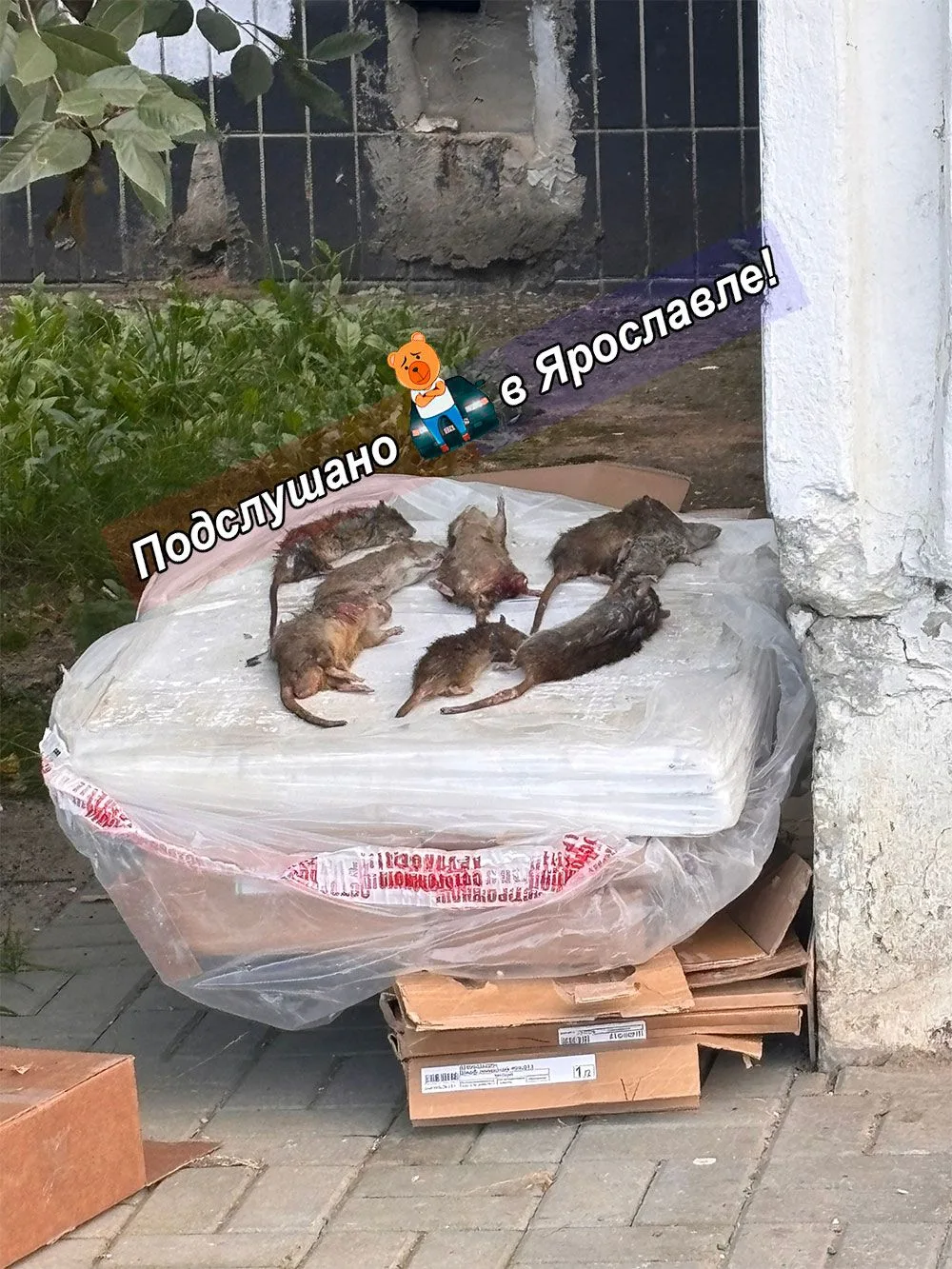 Тихий ужас 😨 на Ленинградском проспекте.