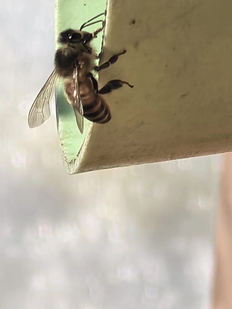 Еще немного пчёлок зимой ❄🐝