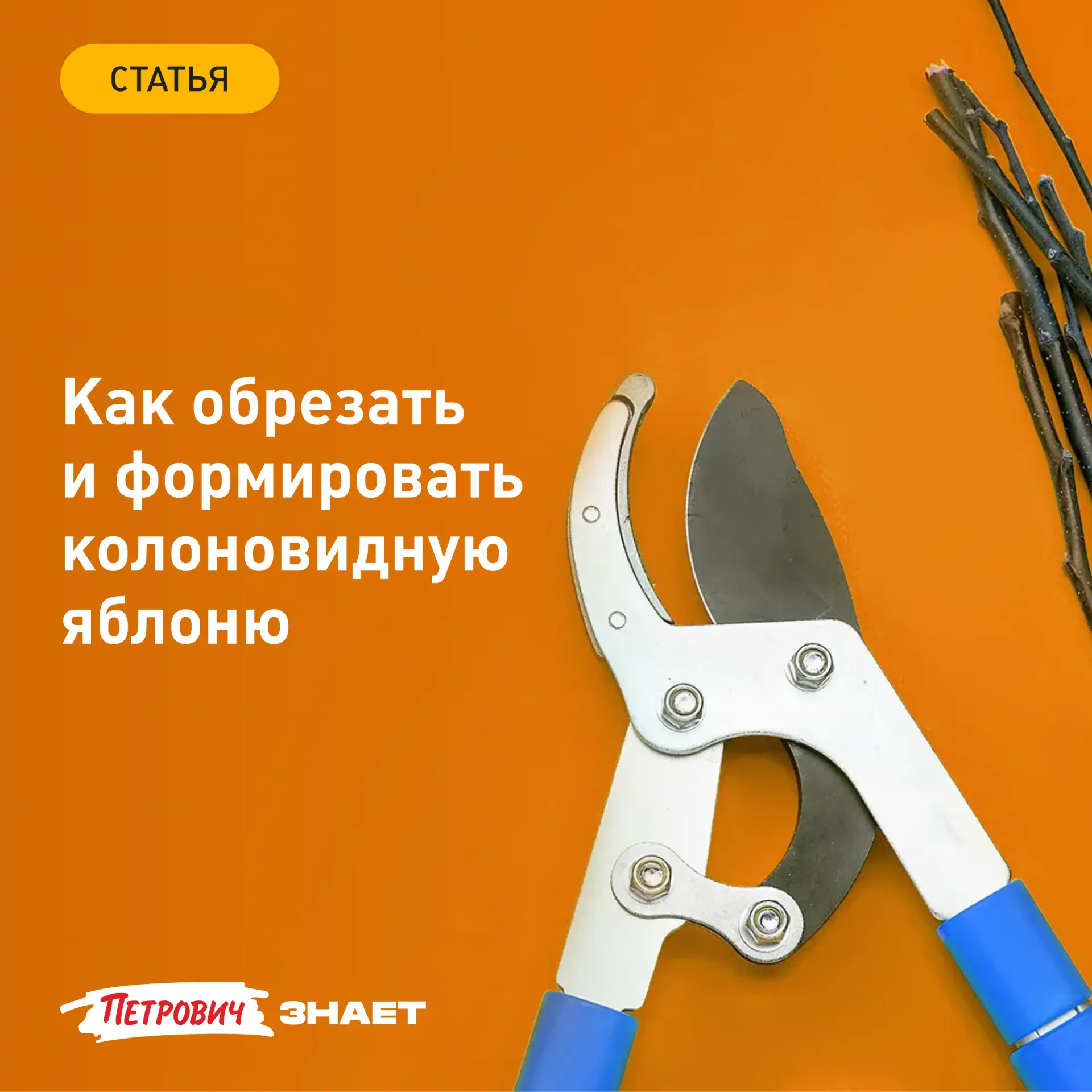 Колоновидные яблони любят за компактность и удобство сбора урожая. У таких… — публикация канала «Журнал «Петрович.Знает»»