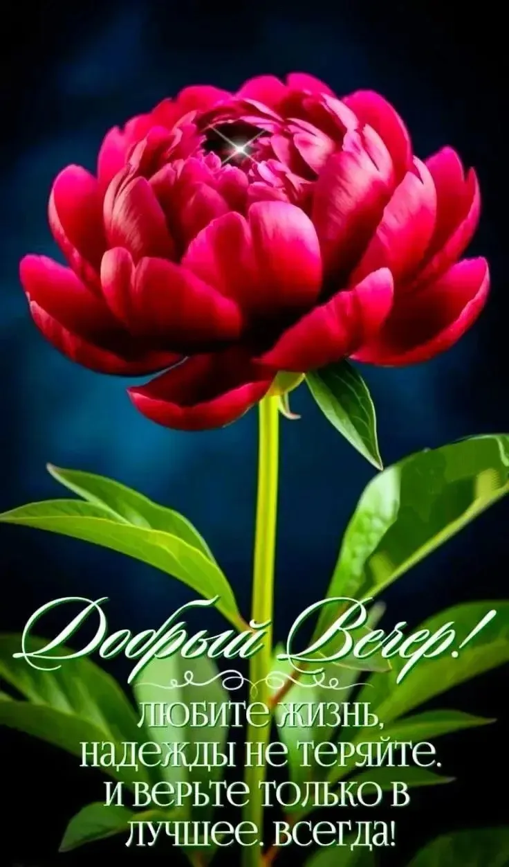 🌺  Доброго вечера!
